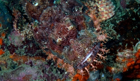 Birmanie - Mergui - 2018 - DSC02595 - Tasseled scorpionfish - Poisson scorpion a houpe - Scorpaenopsis oxycephala